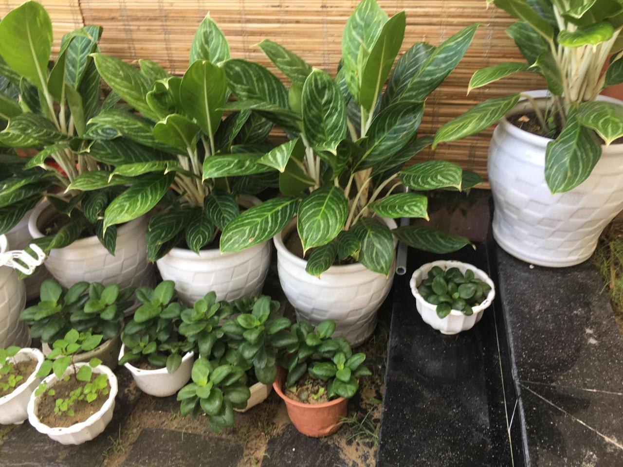 An Bang Scent Beach Homestay Hội An Kültér fotó